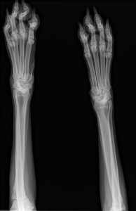 First round of x-rays