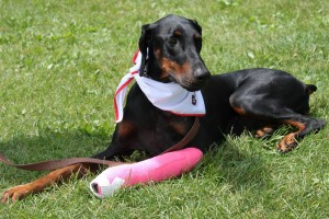 st. john's ambulance service dog