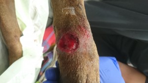 infected paw