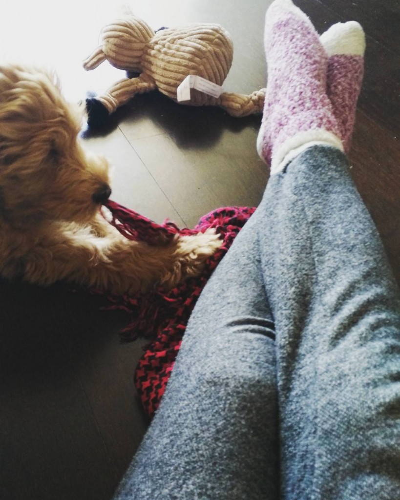 Pints, the golden doodle puppy, sweat pants, and fuzzy socks; how I start my average day.