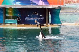 Everyone Loves Marineland.