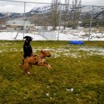 Doberman and Bull terrier at dog park, Osoyoos BC