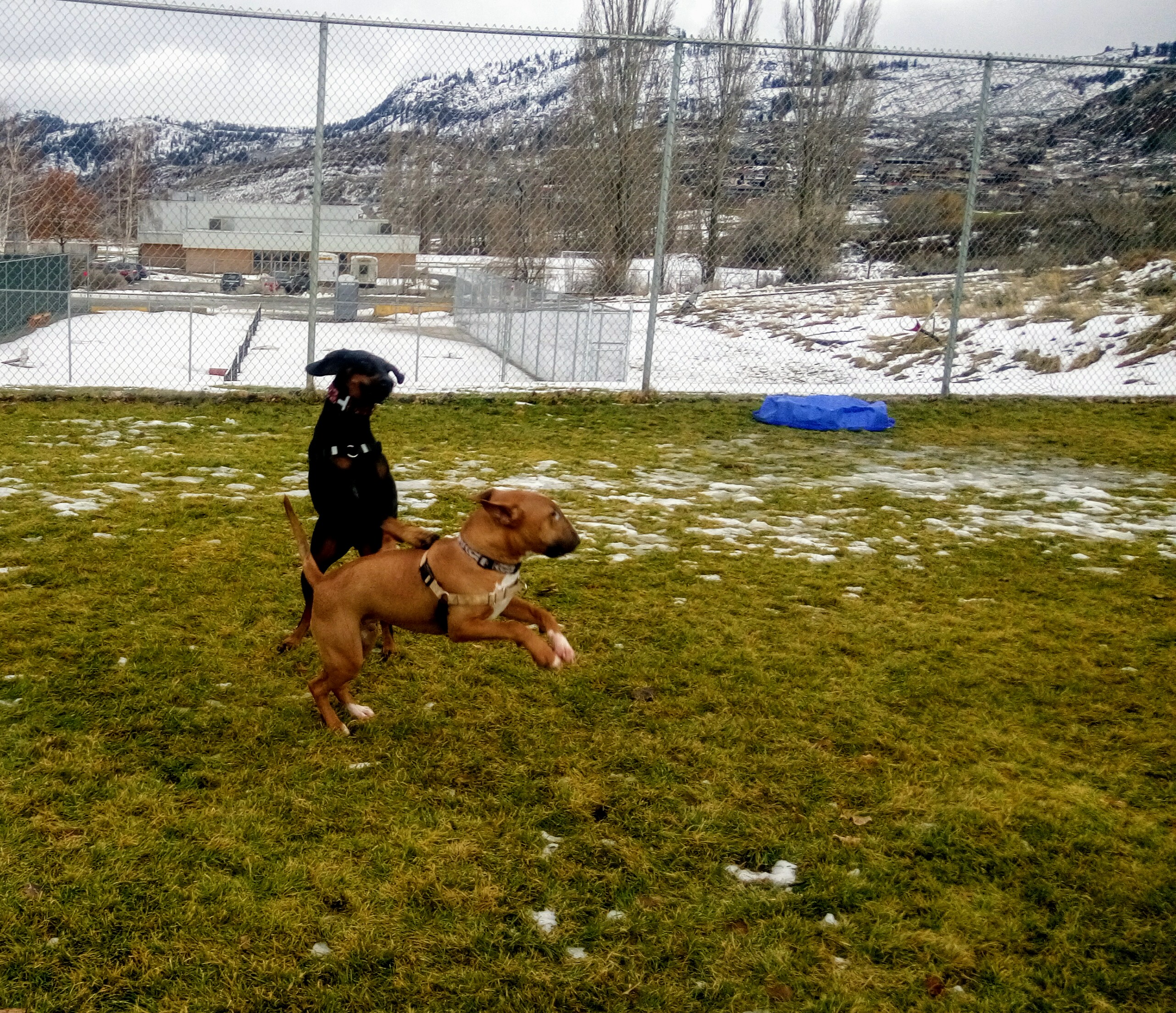 Doberman and Bull terrier at dog park, Osoyoos BC